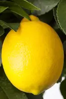Citrus limon, Pyramide (Citroenboom) - afbeelding 12