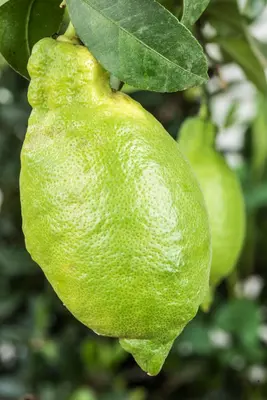 Citrus limon, Pyramide (Citroenboom) - afbeelding 19