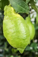 Citrus limon, Pyramide (Citroenboom) - afbeelding 19