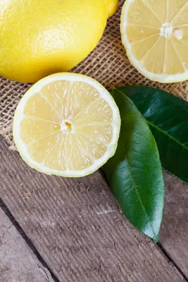 Citrus limon, Pyramide (Citroenboom) - afbeelding 30