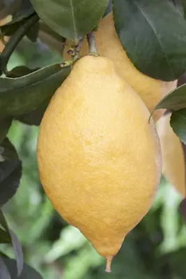 Citrus limon, Pyramide (Citroenboom) - afbeelding 32