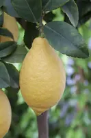 Citrus limon, Pyramide (Citroenboom) - afbeelding 33