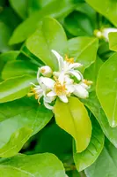 Citrus limon, Pyramide (Citroenboom) - afbeelding 52