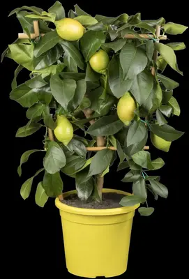Citrus limon, Pyramide (Citroenboom) - afbeelding 14
