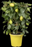 Citrus limon, Pyramide (Citroenboom) - afbeelding 14