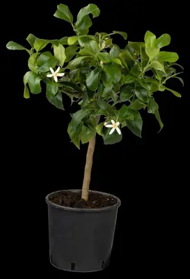 Citrus limon, Pyramide (Citroenboom) - afbeelding 48