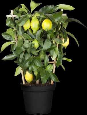 Citrus limon, Pyramide (Citroenboom) - afbeelding 20