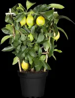 Citrus limon, Pyramide (Citroenboom) - afbeelding 20