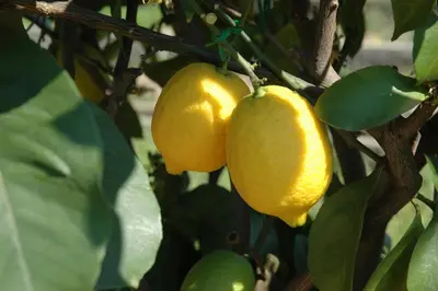 Citrus limon, Pyramide (Citroenboom) - afbeelding 49
