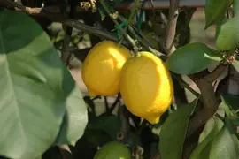 Citrus limon, Pyramide (Citroenboom) - afbeelding 50