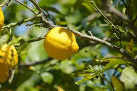 Citrus limon, Pyramide (Citroenboom) - afbeelding 53