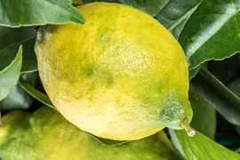 Citrus limon, Pyramide (Citroenboom) - afbeelding 17