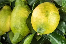 Citrus limon, Pyramide (Citroenboom) - afbeelding 18