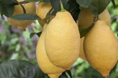 Citrus limon, Pyramide (Citroenboom) - afbeelding 34