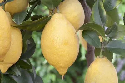Citrus limon, Pyramide (Citroenboom) - afbeelding 35