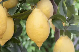 Citrus limon, Pyramide (Citroenboom) - afbeelding 35