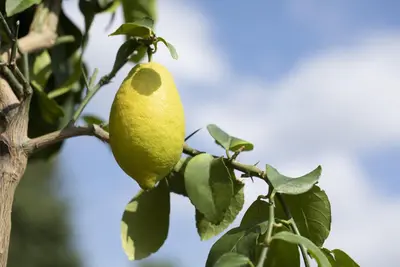 Citrus limon, Pyramide (Citroenboom) - afbeelding 40