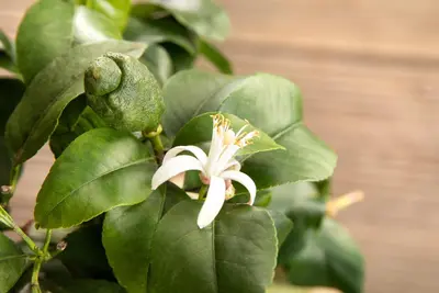 Citrus limon, Pyramide (Citroenboom) - afbeelding 47