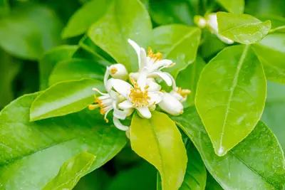 Citrus limon, Pyramide (Citroenboom) - afbeelding 51