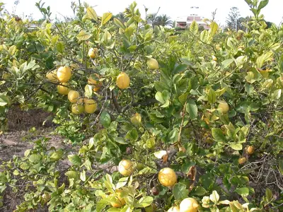 Citrus limon, Pyramide (Citroenboom) - afbeelding 41