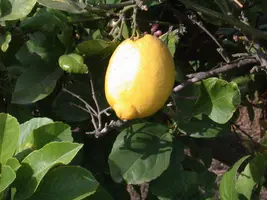 Citrus limon, Pyramide (Citroenboom) - afbeelding 42