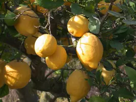 Citrus limon, Pyramide (Citroenboom) - afbeelding 43