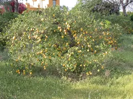 Citrus limon, Pyramide (Citroenboom) - afbeelding 44