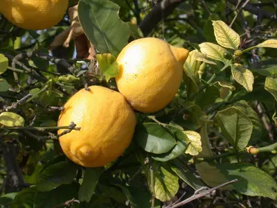 Citrus limon, Pyramide (Citroenboom) - afbeelding 45