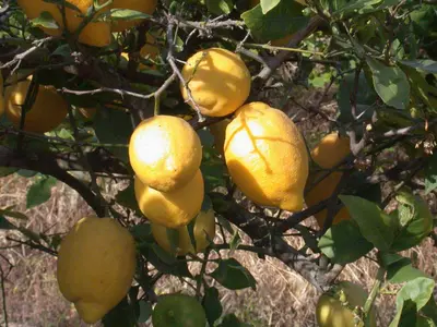Citrus limon, Pyramide (Citroenboom) - afbeelding 46