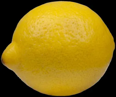 Citrus limon, Pyramide (Citroenboom) - afbeelding 16