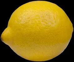 Citrus limon, Pyramide (Citroenboom) - afbeelding 16