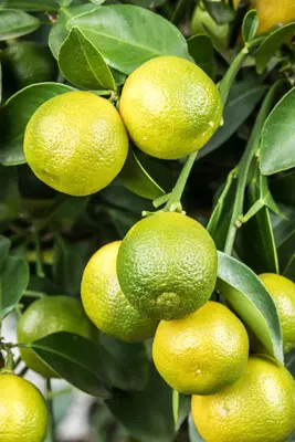 Citrus limon x fortunella japonica, Stamm (Citroen) - afbeelding 3