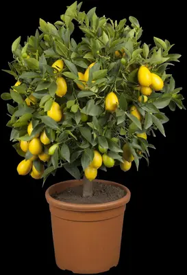Citrus limon x fortunella japonica, Stamm (Citroen) - afbeelding 1