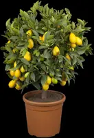 Citrus limon x fortunella japonica, Stamm (Citroen) - afbeelding 1