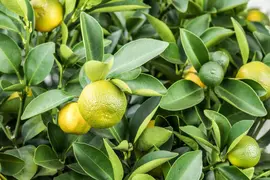 Citrus limon x fortunella japonica, Stamm (Citroen) - afbeelding 2