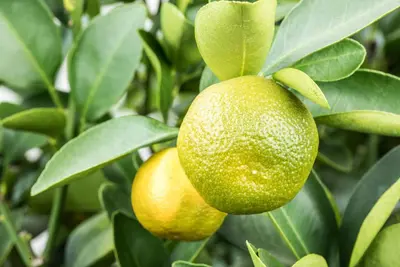 Citrus limon x fortunella japonica, Stamm (Citroen) - afbeelding 4
