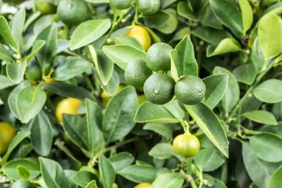 Citrus limon x fortunella japonica, Stamm (Citroen) - afbeelding 5
