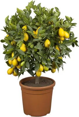 Citrus limon x fortunella japonica, Stamm (Citroen) - afbeelding 1