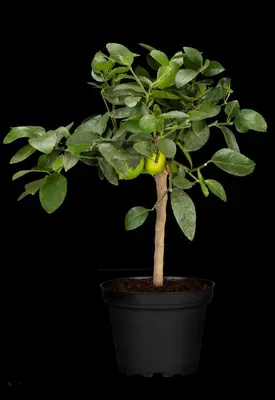 Citrus x aurantifolia (Citroenboom) - afbeelding 23