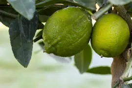 Citrus x aurantifolia (Citroenboom) - afbeelding 21