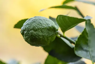 Citrus x aurantifolia (Citroenboom) - afbeelding 21