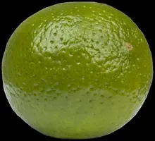 Citrus x aurantifolia (Citroenboom) - afbeelding 10