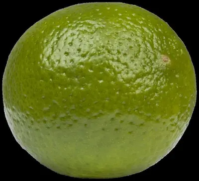 Citrus x aurantifolia (Citroenboom) - afbeelding 11