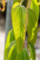 Clematis armandii Apple Blossom' (Bosrank) klimplant - afbeelding 3