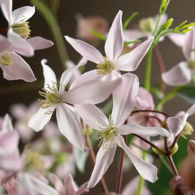 Clematis armandii Apple Blossom' (Bosrank) klimplant - afbeelding 2