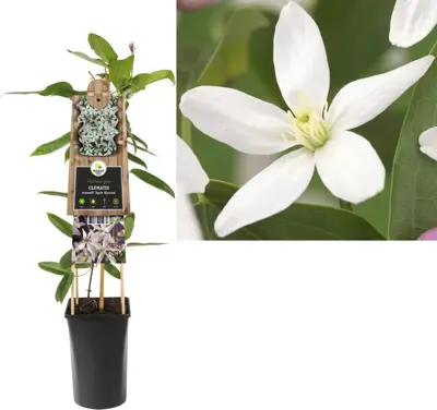 Clematis armandii Apple Blossom' (Bosrank) klimplant 75cm - afbeelding 1