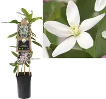 Clematis armandii Apple Blossom' (Bosrank) klimplant 75cm - afbeelding 1