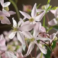 Clematis armandii Apple Blossom' (Bosrank) klimplant 75cm - afbeelding 2