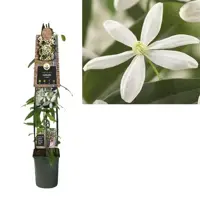 Clematis 'Armandii' (Bosrank) klimplant 115cm - afbeelding 1