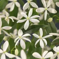 Clematis armandii (Bosrank) klimplant 210cm - afbeelding 2